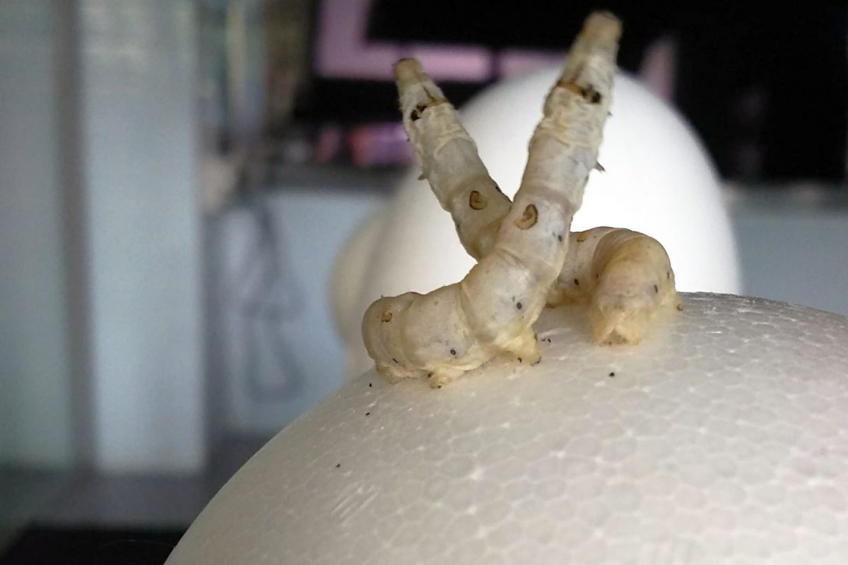 Silkworms on a sphere