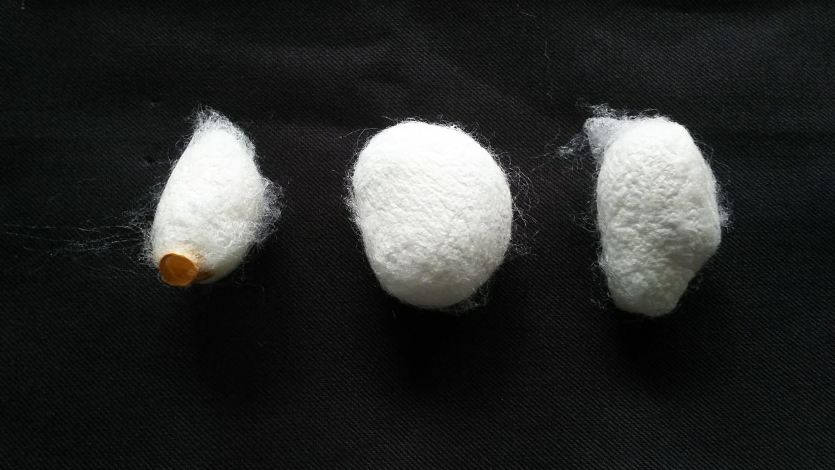 From the left, a cocoon shell (a cocoon after the silkworm moth emerged), a double cocoon (a cocoon made by two animals), and a malformed cocoon