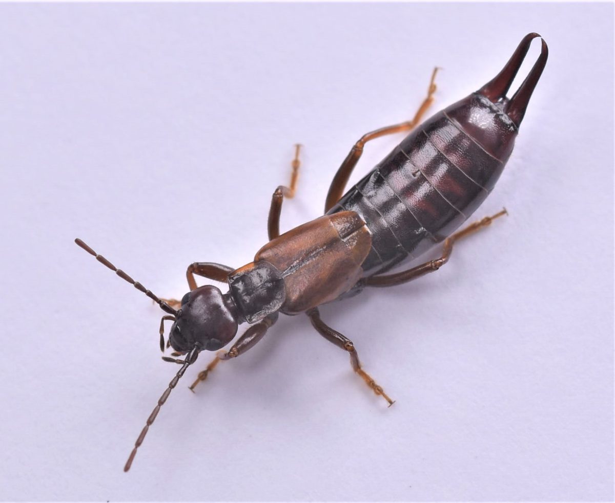 Forficula mikado　Many species of earwig have degenerated wings, but long-winged earwigs, which have the ability to fly, have backs with sheaths and folded hind wings. The sheaths are square, with their folded hind wing tips protruding out.
