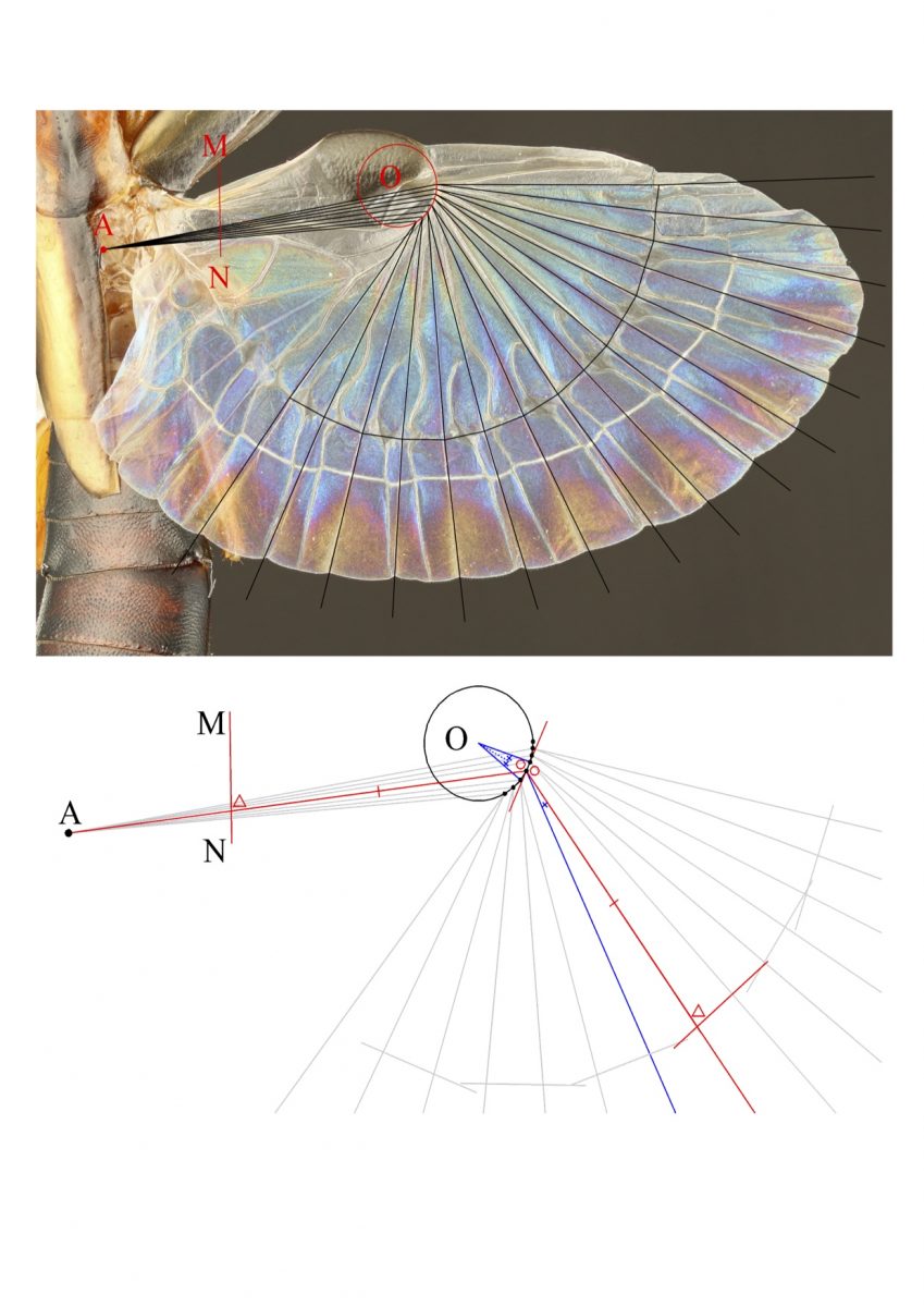 Schematic for the new design method of the earwig-inspired fan, above shown projected onto the hind wing of an earwig (Proreus simulans). Credit: Kazuya Saito.